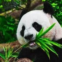 Panda MBTI Personality Type image