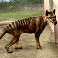 Tasmanian Tiger (Thylacine) mbti kişilik türü image