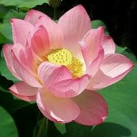 Lotus typ osobowości MBTI image