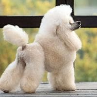 Poodle type de personnalité MBTI image