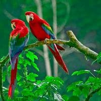 Macaw type de personnalité MBTI image