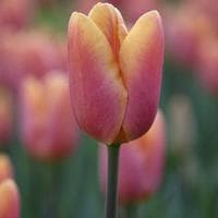 Pink Tulip tipo de personalidade mbti image