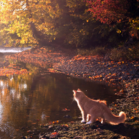 Autumn tipo di personalità MBTI image