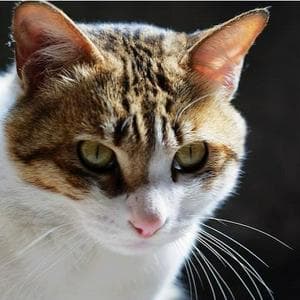 profile_Jianzhou cat