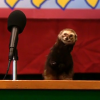 Weasel MBTI -Persönlichkeitstyp image