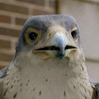 Falcon tipe kepribadian MBTI image