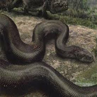 Titanoboa MBTI Personality Type image