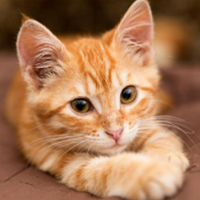 Orange Tabby Cat tipo di personalità MBTI image
