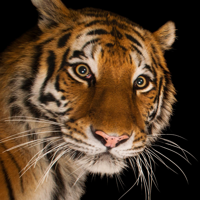 Tiger type de personnalité MBTI image