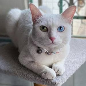 profile_Khao Manee