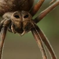Charlotte A. Cavatica the Spider tipo de personalidade mbti image
