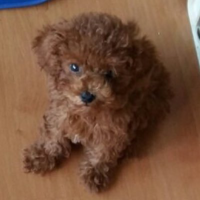 profile_Min Holly (BTS)