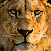 Lion тип личности MBTI image