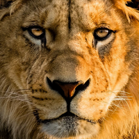 profile_Lion