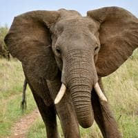 Elephant نوع شخصية MBTI image