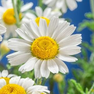 profile_March 6 (Daisy)