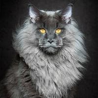 profile_Maine Coon Cat