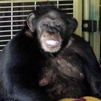 profile_Travis the Chimpanzee