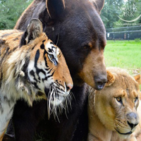 profile_The BLT Trio (Baloo, Leo and Sherikan)