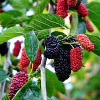 Mulberry mbti kişilik türü image