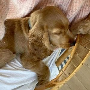 profile_Golden Retriever