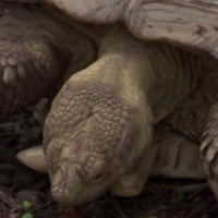 profile_The Tortoise