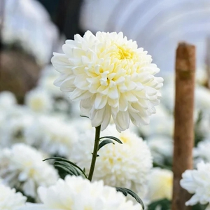 profile_October 14 (White Chrysanthemum)