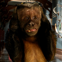 Dexter The Capuchin mbtiパーソナリティタイプ image