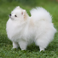 Pomeranian mbtiパーソナリティタイプ image