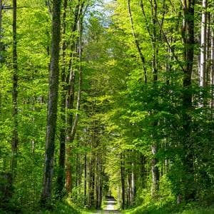 profile_Be captivated by green nature