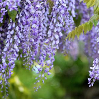 Wisteria tipe kepribadian MBTI image