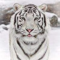 Snow Tigers type de personnalité MBTI image