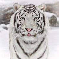 Snow Tigers نوع شخصية MBTI image