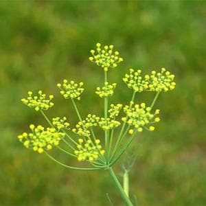 profile_October 9 (Fennel)