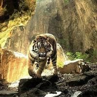 Tiger tipo di personalità MBTI image