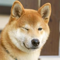 Shiba Inu tipo de personalidade mbti image