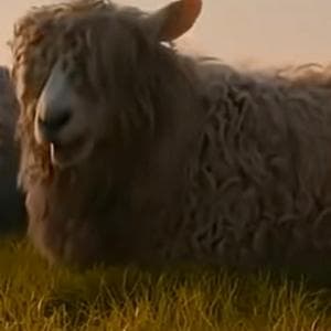 profile_Wool - Eyes