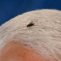 profile_Mike Pence's Fly