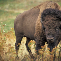 profile_Bison