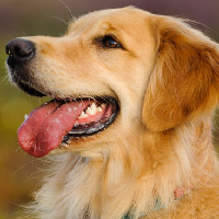 Golden Retriever tipe kepribadian MBTI image