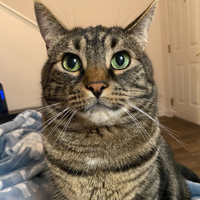 profile_Milo (mrmilothechonk)