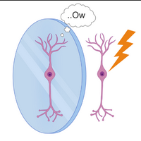 profile_Mirror Neurons