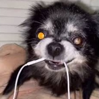 profile_Pudgy (Owa Owa Dog)