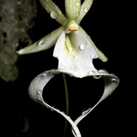 Ghost Orchid MBTI Personality Type image