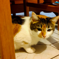 Lastochka Cat MBTI 성격 유형 image