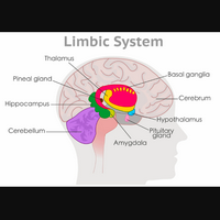 profile_Limbic System