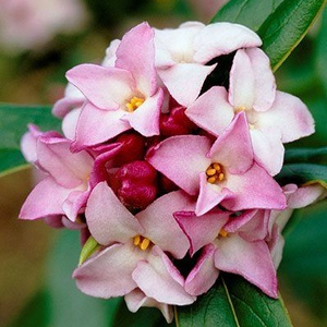 profile_February 10 (Winter Daphne)