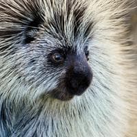 Porcupine MBTI Personality Type image