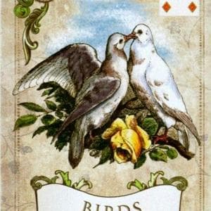 profile_Birds - XII