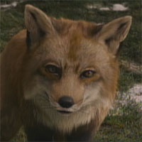 Mr. Fox mbtiパーソナリティタイプ image